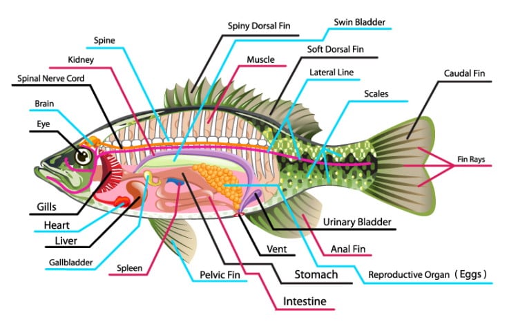basic fish anatomy