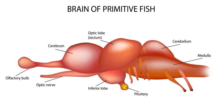 fish brain anatomy diagram
