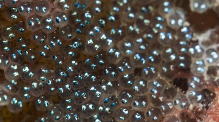 fish larvae close up