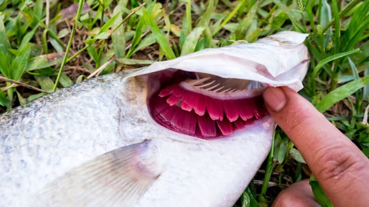 Gills 101: The Magic Of How Fish Breath – Explained
