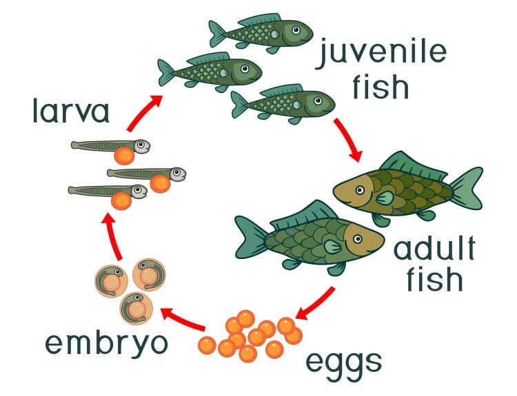 fish life cycle diagram