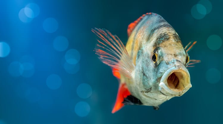 Fish Digestive System 101: The Mouth, Stomach & Pyloric Caeca