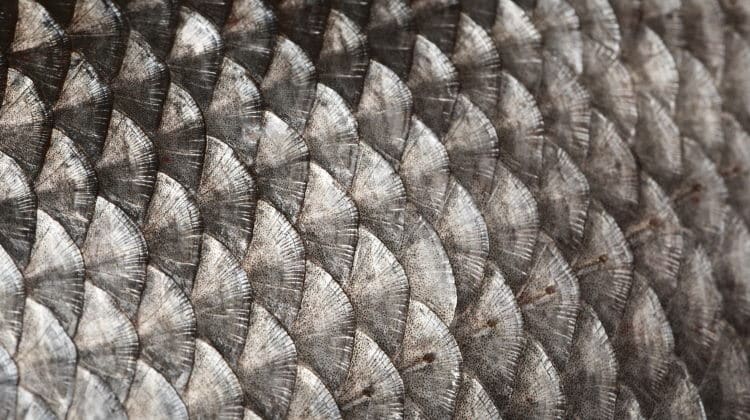 Fish Scales 101: Placoid, Ganoid & Other Types Of Scale Explained