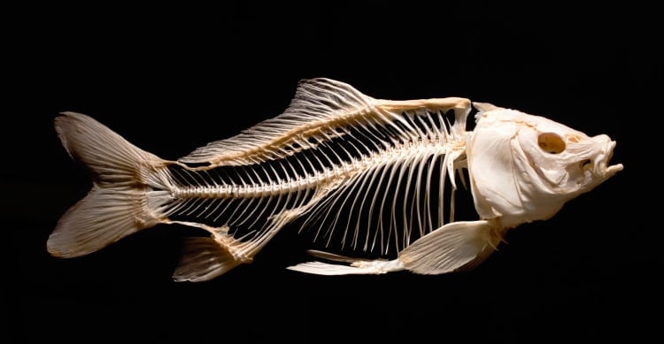 fish skeleton in museum