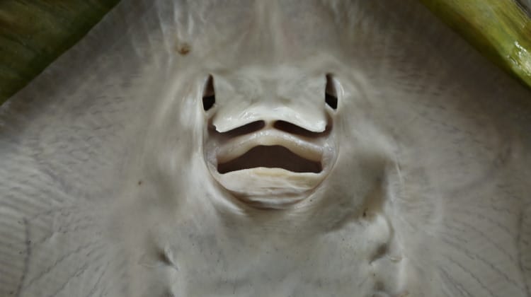 fish nostrils