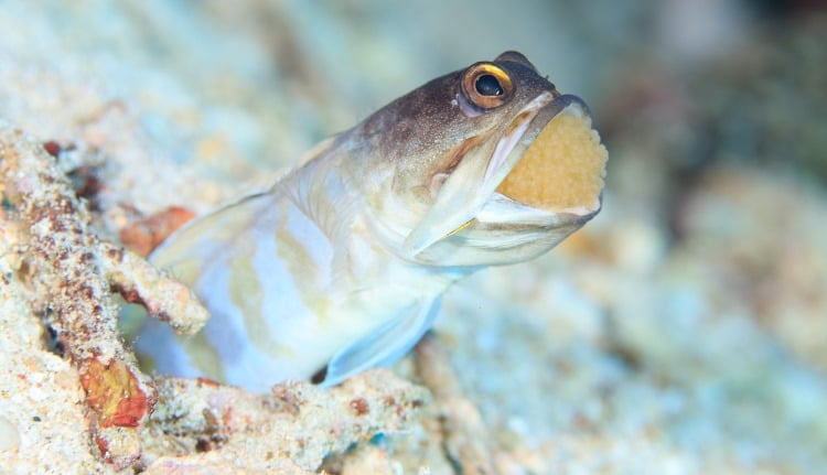 mouth brooding in fish reproduction
