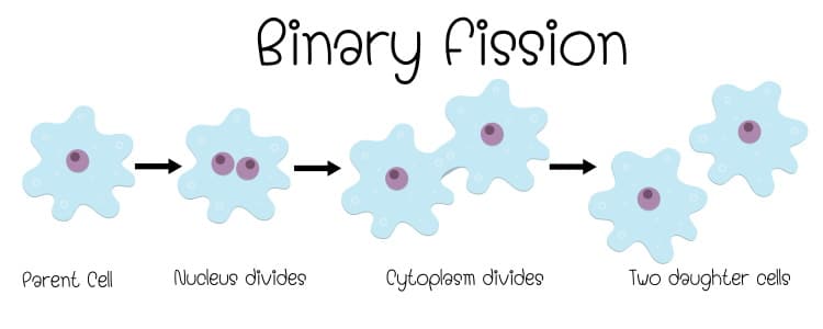 process of binary fission