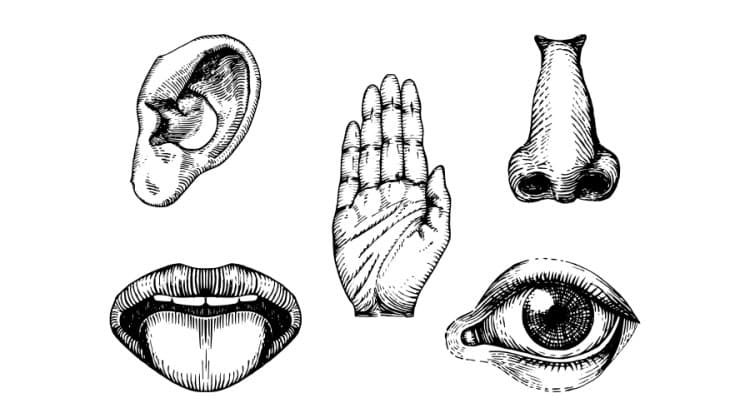 five senses in mammals