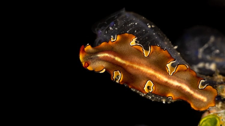 Platyhelminthes: Phylum Of The Extraordinary Flatworms