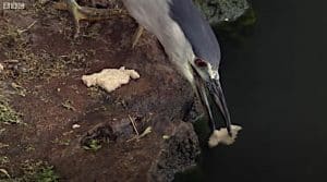Night Heron fishing with bread