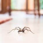 12 Common House Spiders: Just Who's Hanging Out In Your Bath?