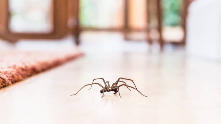12 Common House Spiders: Just Who’s Hanging Out In Your Bath?
