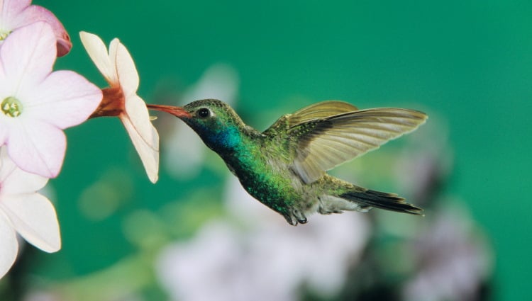 Hummingbirds: Facts About The Colorful Lives Of The Trochiliformes