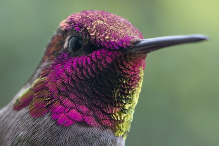 hummingbird head close up