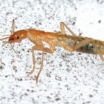 Grylloblattodea: The Cold, Lonely World Of The Ice Bugs