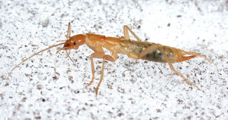 Grylloblattodea: The Cold, Lonely World Of The Ice Bugs