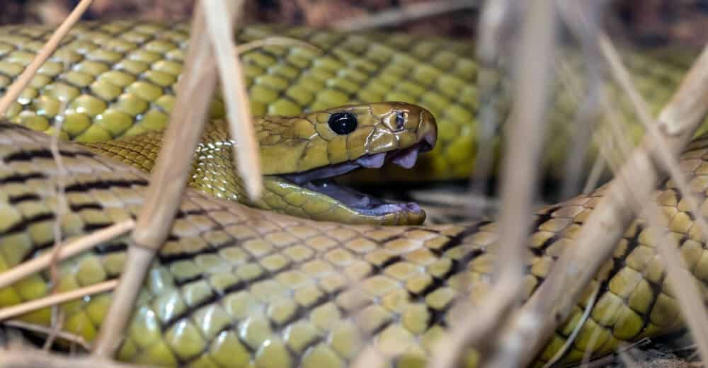 Inland Taipan Worlds Most Venomous Snake