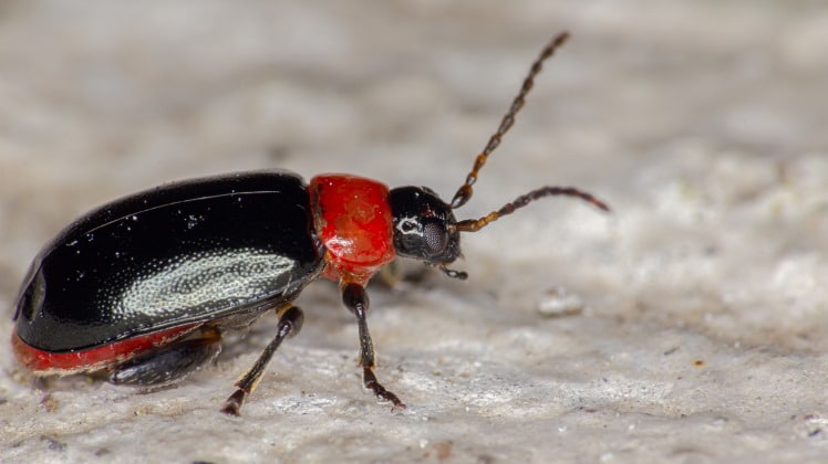 insect thorax beetle