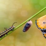 Insect Life Cycles 101: Hemimetabolous vs. Holometabolous Explained