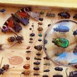Insect Classification And Taxonomy 101: Complete Guide