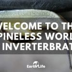 Invertebrates: The Spineless Wonders Of Our World