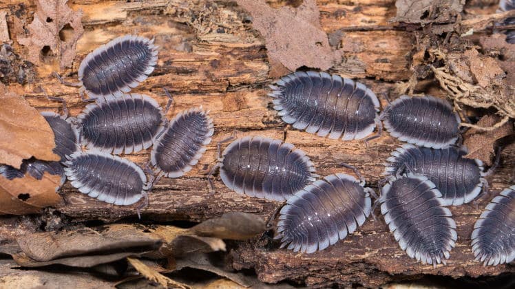 Isopods 101: Welcome To The Wonderful World Of Woodlice