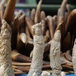 Understanding The Ivory Trade & The Problem Of Stockpiled Ivory