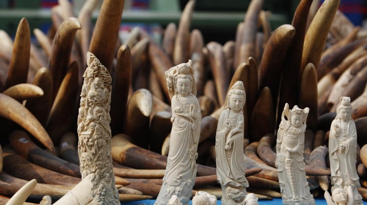 ivory trade stock