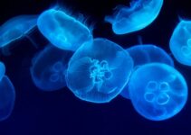 Jellyfish survive (& thrive) without a brain or heart – here’s how!
