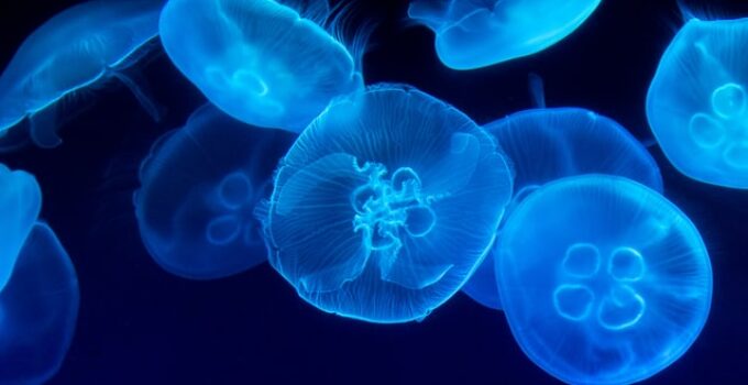 Jellyfish survive (& thrive) without a brain or heart – here’s how!