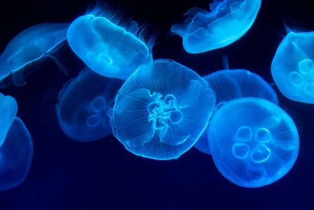 Jellyfish No Brain