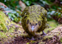 Amazing Animals of New Zealand – 10 Native Animals