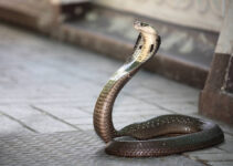 The 5 Most Dangerous Snakes in the World