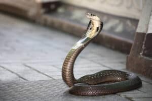 The 5 Most Dangerous Snakes in the World