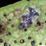 Tingidae: Most Beautiful Family Of The "Lace Bugs"