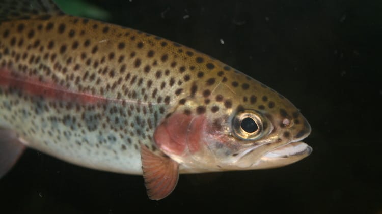 lateral line raindbow trout