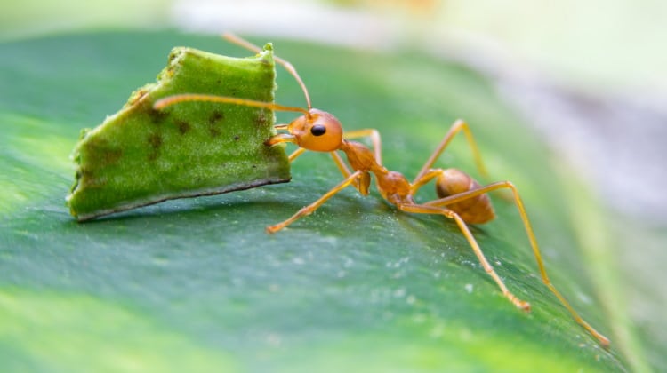 worker leaf cutting ant
