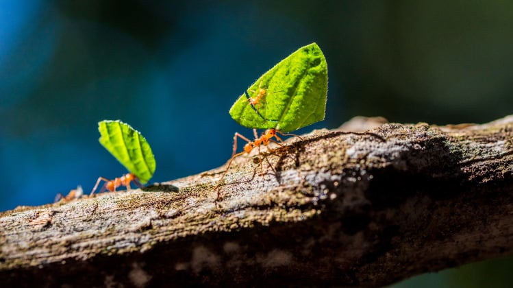 Leaf Cutter Ants 101: The Lovable Little Fungus Farmers