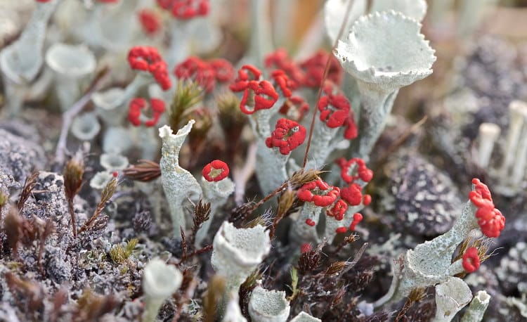 what is cladonia lichen