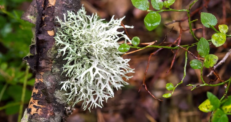 oak moss lichen