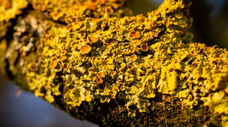 Lichen Growth and Development Explained