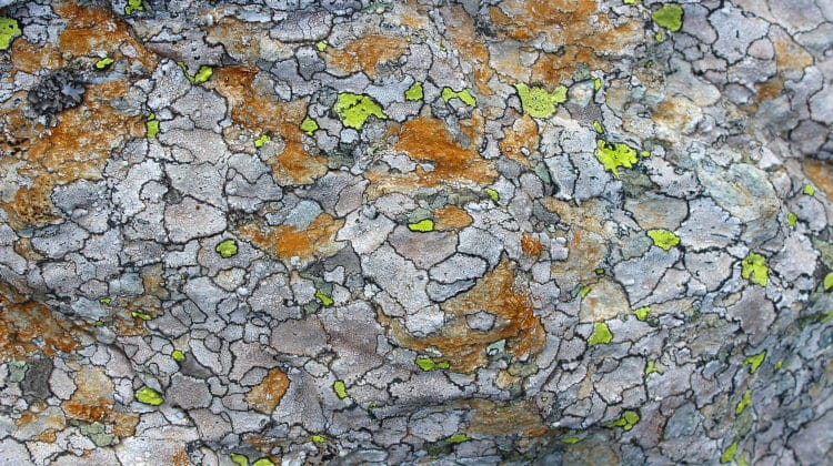 lichen mosaic growth