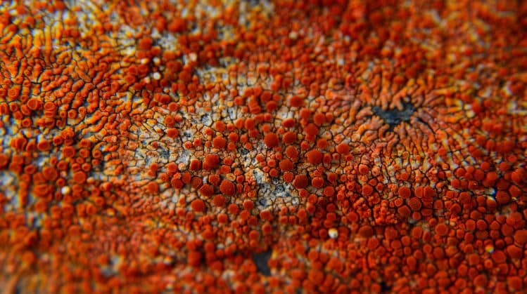 Lichen Reproduction: The Magic of Ascomycetes & Basidiomycetes