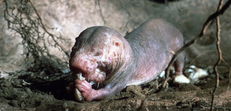no endothermy in naked mole rat