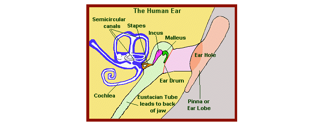 diagramme de l'oreille interne humaine