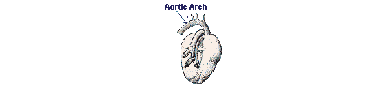 arco aortico nei mammiferi
