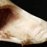 Mammal Bones 101: The Magic Of Bone Growth & Diarthrodial Joints