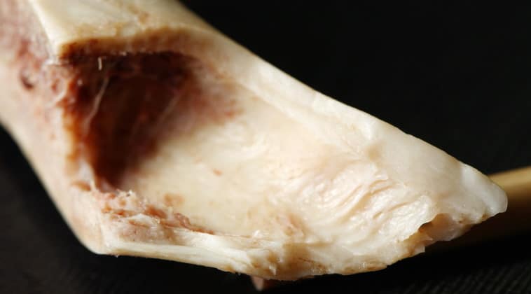 Mammal Bones 101: The Magic Of Bone Growth & Diarthrodial Joints