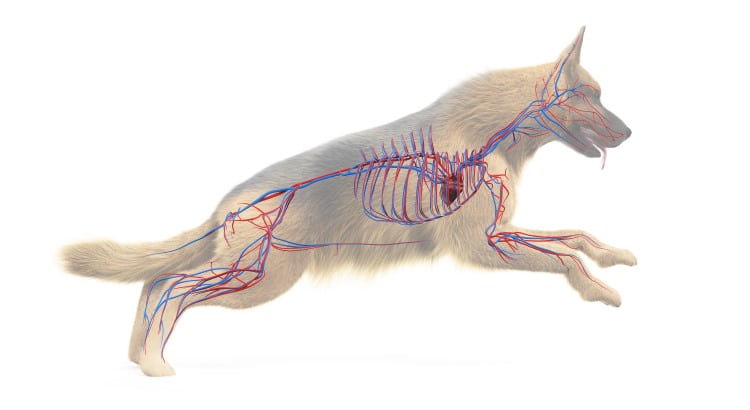 The Mammal Heart & Blood: How The Circulatory System Works