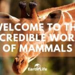 Mammal Characteristics 101: What Is A Mammal? (2020 Guide)